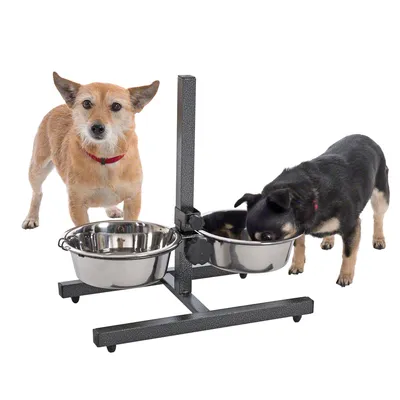 Deux chiens devant une gamelle double en métal sur support réglable, l’un mange dans un bol, l’autre regarde vers l’avant. Support et bols visibles, matériau métallique apparent.