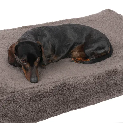 Schwarzer Dackel liegt auf einem grauen, flauschigen Hundebett.