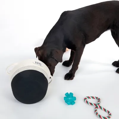 Hund undersøger hvid legetøjskurv med sort bund og teksten 'Toys', ved siden af blåt legetøj og rød-hvid-grønt reb-legetøj.
