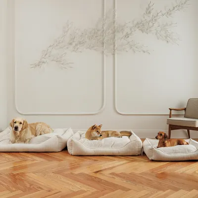 Drei Hundebetten in verschiedenen Grössen mit Hunden darauf, gezeigt in einem stilvollen Raum mit Holzboden und Wanddekoration.