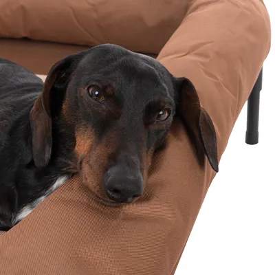 Hond ligt ontspannen op een bruin verhoogd hondenbed met gewatteerde rand.