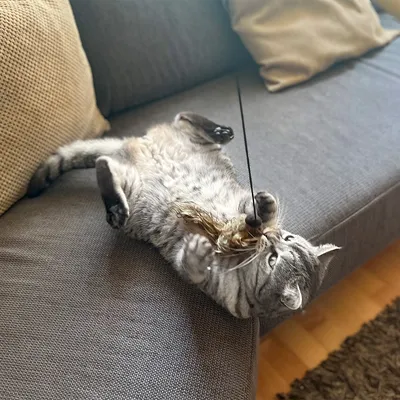 Grey cat playing on a sofa with a teaser wand featuring a feather and a ball at the end.