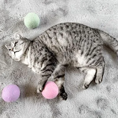 Grijze kat op lichtgrijs kleed met drie vilten speelballen in pastelkleuren: groen, roze en paars. Kat houdt een roze bal vast.