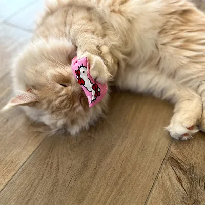 Beige Katze spielt mit einem rosa Spielzeug, das ein Hello Kitty-Motiv zeigt.