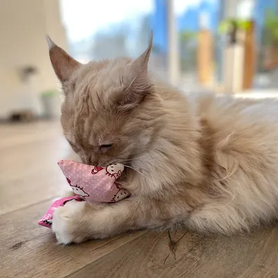 Katze spielt mit rosa Stoffspielzeug mit Katzenmotiv. Spielzeug wird von der Katze gehalten und beschnuppert.
