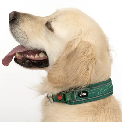 Hund med grönt halsband, märke Trixie, med mönster och röd stängningsknapp.