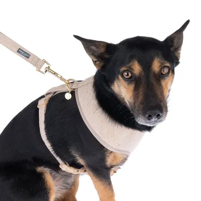 Beige hundesele med guldfarvede metalspænder og matchende line. Mærket 'Nomad Tales' synligt på linen.