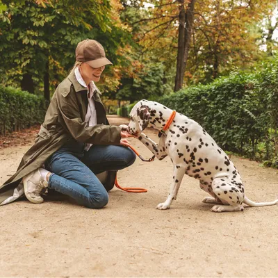 Dalmatialainen oranssilla kaulapannalla ja talutushihnalla antaa tassua puistossa.