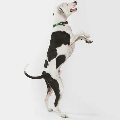 Cane con pelo nero e bianco con collare verde con accenti gialli e blu, in piedi sulle zampe posteriori.