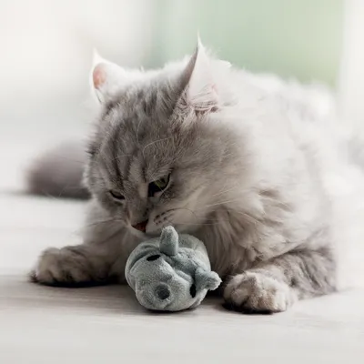Chat à poils longs allongé au sol, posant ses pattes sur une petite peluche grise en forme de souris.