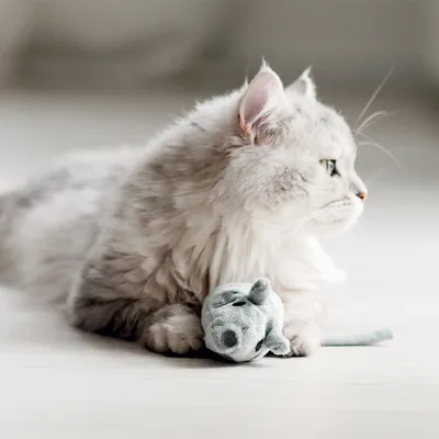 Gatto a pelo lungo grigio sdraiato con una zampa su un topo gioco di peluche grigio chiaro, su pavimento chiaro. Nessun marchio visibile.