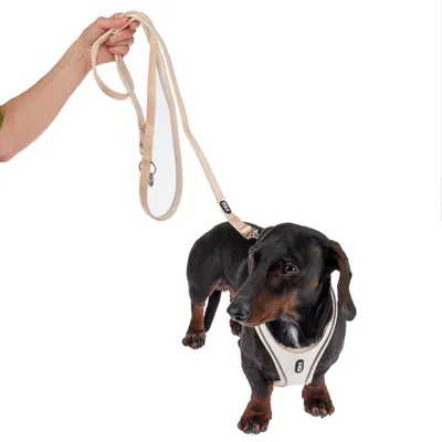 Hund mit beige Hundegeschirr und passender Leine. Geschirr und Leine mit sichtbarem Logo 'Curli'.