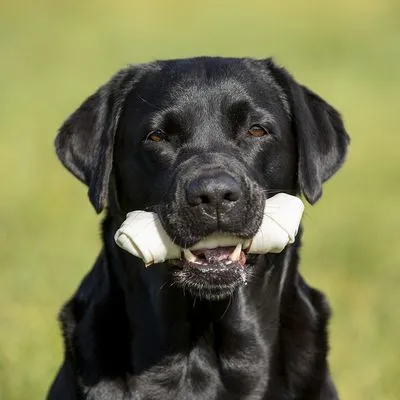 Zwarte hond met een wit kauwbot van geperst materiaal in de bek, buiten gefotografeerd.