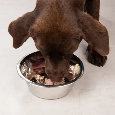 Perro marrón come comida húmeda de un cuenco plateado.