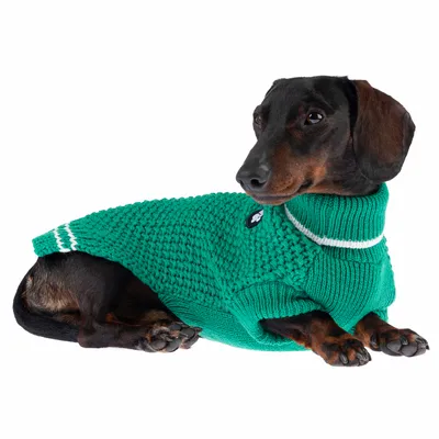 Dachshund wearing green knitted jumper with white stripe and turtleneck, visible logo on the side.