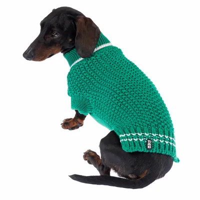 Dachshund wearing green knitted jumper with white stripe and 'Trixie' label.