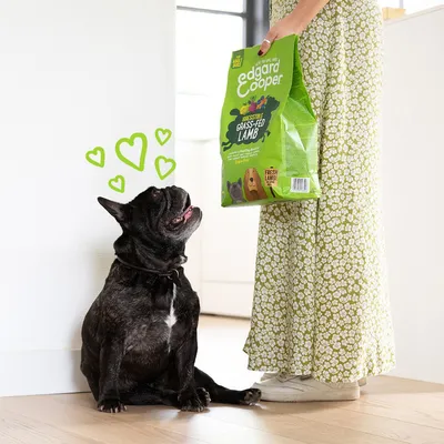 Zak Edgard & Cooper Grass-Fed Lamb hondenvoer, groene verpakking met merknaam en illustraties van honden zichtbaar. Zittende hond kijkt omhoog naar de zak.