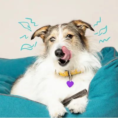 Collier pour chien jaune avec pendentif violet, chien assis sur un coussin bleu. Illustration de feuilles et de lignes ondulées en arrière-plan.