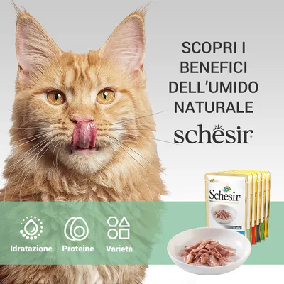 Scopri i benefici dell'umido naturale Schesir: idratazione, proteine, varietà. Immagine di bustine Schesir e ciotola con alimento umido per gatti.