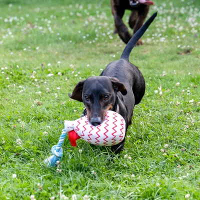 Petit chien noir portant un jouet en corde bleu et blanc avec motif zigzag rouge dans la gueule, sur une pelouse verte.