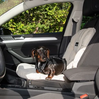 Hund mit gepunktetem Geschirr sitzt auf einem Autositz mit beigem Schutzbezug. Schutzbezug trägt das Label 'AniOne'.