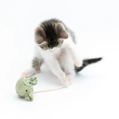 Kitten playing with green fabric toy shaped like a mouse with rope.