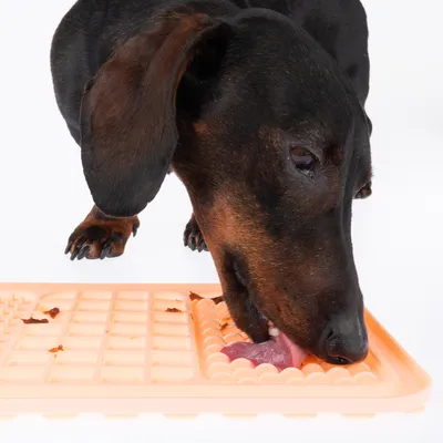 Hund leckt Futter von einer orangefarbenen Leckmatte mit strukturierter Oberfläche.