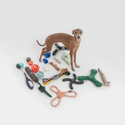 Chien debout entouré de jouets pour chien variés : balles, cordes, objets en caoutchouc, peluches et accessoires de différentes formes et couleurs, posés au sol.