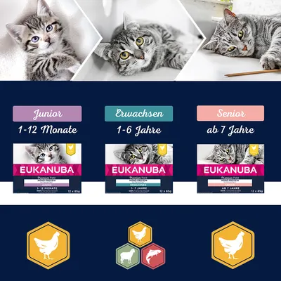 Eukanuba krmivo pro kočky Premium Paté: junior 1–12 měsíců, dospělý 1–6 let, senior od 7 let. Ikony pro kuře, hovězí a vepřové jako ingredience.