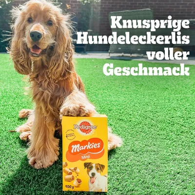 Pedigree Markies Mini kutyakeksz, 500 g csomag. Szöveg: ropogós kutyakeksz tele ízzel.