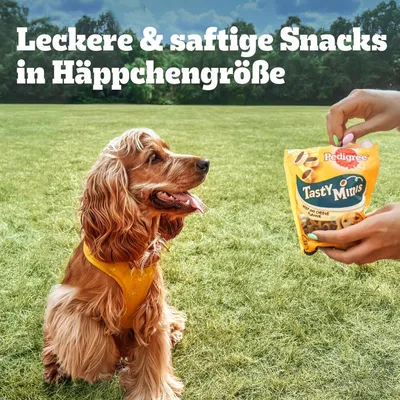 Pedigree Tasty Minis, ízletes és szaftos falatnyi snackek. Marha- és sajtos ízű csomagolás kutyának bemutatva.