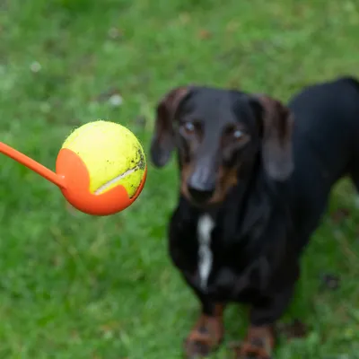 Hundespielzeug: Ballwurfgerät mit orangefarbenem Griff und gelbem Tennisball, Hund im Hintergrund auf grünem Rasen.