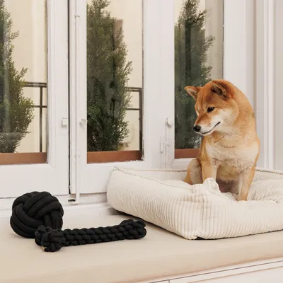 Dog sitting in a cream-coloured dog bed next to a black rope chew toy.
