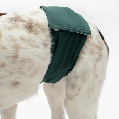 Hund trägt eine grüne, wiederverwendbare Schutzhose für Inkontinenz oder Läufigkeit.