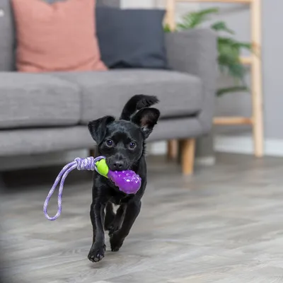 Kis fekete kutya játszik egy lila és zöld műanyag rágójátékkal, kötélfogantyúval, egy lakásban.