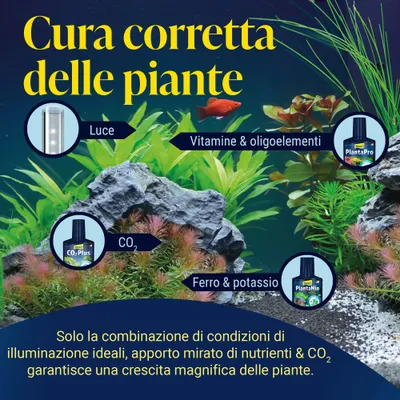 Cura delle piante: luce, CO2, vitamine & oligoelementi, ferro & potassio. Solo un'illuminazione ideale e un apporto mirato di nutrienti con CO2 permettono una crescita rigogliosa delle piante. Cura delle piante: luce, CO2, vitamine & oligoelementi, ferro & potassio. Solo un'illuminazione ideale e un apporto mirato di nutrienti con CO2 permettono una crescita rigogliosa delle piante.