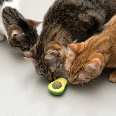 Trois chats reniflent un jouet en forme d’avocat avec une boule verte au centre, posé sur le sol. Le jouet semble être en plastique.