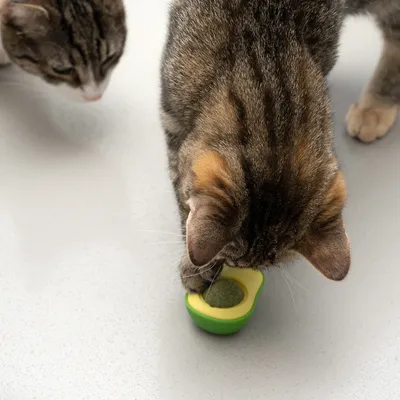 Deux chats tigrés reniflent un jouet vert et jaune en forme d’avocat posé au sol, contenant une boule d’herbe à chat visible au centre.
