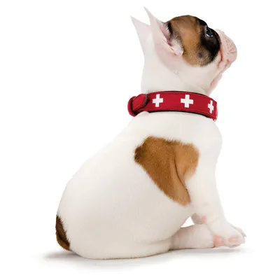 Collare per cani rosso con simboli a croce bianchi, indossato da un cane. Mostra design e vestibilità del collare.