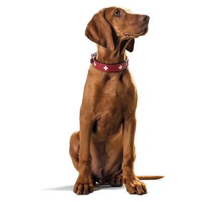 Cane con collare rosso decorato con simboli a croce bianchi. Il prodotto mostra il design e la vestibilità del collare.