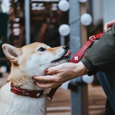 Cane con collare rosso e guinzaglio decorati con simboli bianchi a croce. Mano che accarezza il cane sotto il mento.