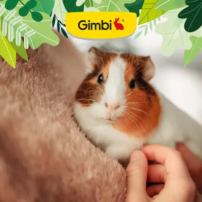 Gimbi Small Pet Malt Paste