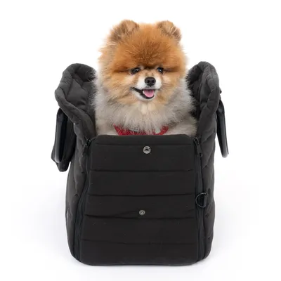 Kleine Hundetragetasche in Schwarz mit einem Hund darin, sichtbar mit rotem Geschirr. Tasche hat Reissverschlüsse und Druckknöpfe vorne.