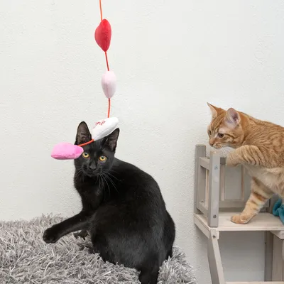 Två katter leker med en hängande leksak i tyg formad som ett hjärta, fäst vid ett rött snöre.