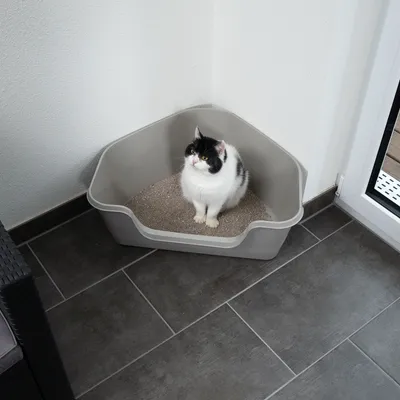 Corner cat litter tray made of grey plastic with cat, filled with cat litter. Suitable for space-saving placement in corners.