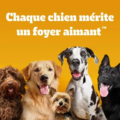 Texte : Chaque chien mérite un foyer aimant™. Cinq chiens de races différentes sur fond orange, message de sensibilisation à l’adoption ou au bien-être animal. Texte : Chaque chien mérite un foyer aimant™. Cinq chiens de races différentes sur fond orange, message de sensibilisation à l’adoption ou au bien-être animal.
