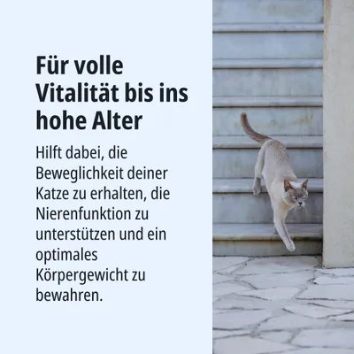Für volle Vitalität bis ins hohe Alter. Hilft, Beweglichkeit der Katze zu erhalten, Nierenfunktion zu unterstützen und optimales Körpergewicht zu bewahren. Für volle Vitalität bis ins hohe Alter. Hilft, Beweglichkeit der Katze zu erhalten, Nierenfunktion zu unterstützen und optimales Körpergewicht zu bewahren.