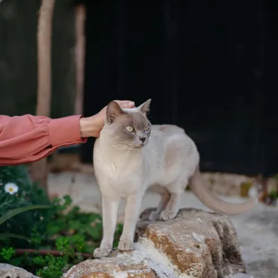 Virbac Veterinary HPM Cat KJ1 Early Kidney & Joint Support