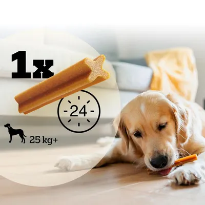 Feeding guide showing one chew stick per 24 hours for dogs over 25 kg, with a dog chewing the product.