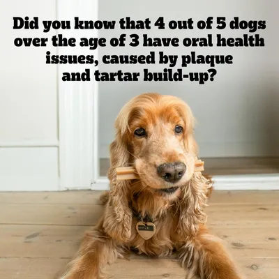 Text states 4 out of 5 dogs over age 3 have oral health issues caused by plaque and tartar build-up. Image shows a dog holding a dental chew in its mouth.